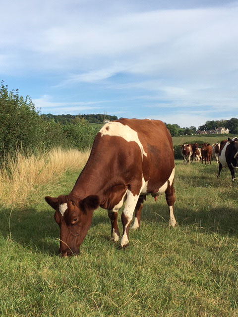 Stonehouse Milk cows in field