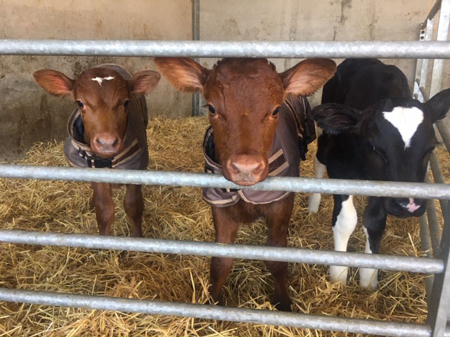 Stonehouse Milk latest twins and Dennis cows