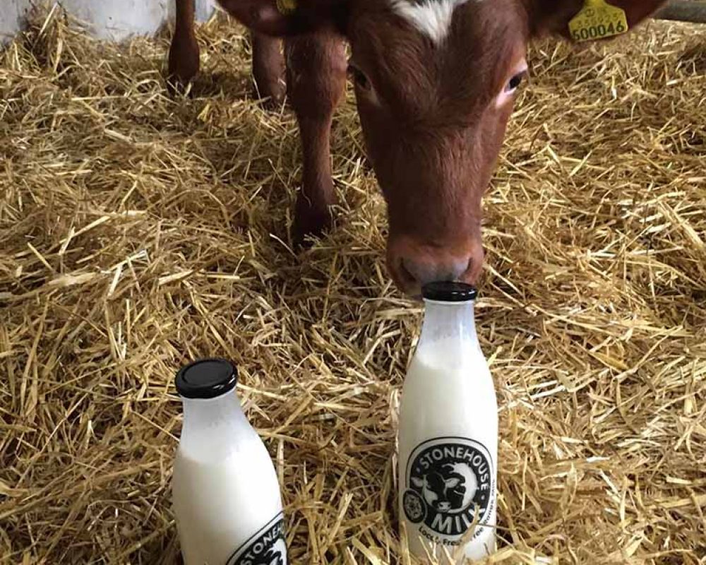 Stonehouse Milk branded bottles in hay with calf