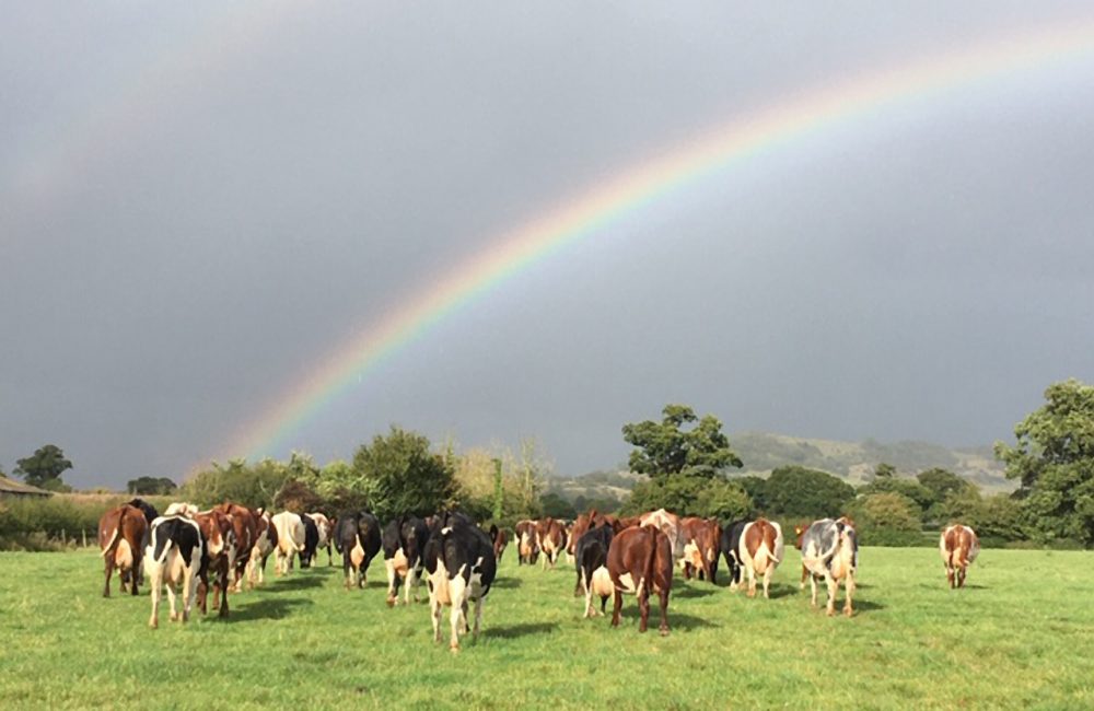 Stonehouse Milk cows in field with rainbow over
